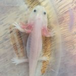 speckled.jpg