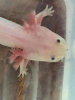speckled baby.jpg