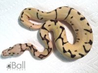 orange dream fire bumblebee female.jpg