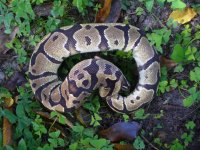 6-2014 Fire male #1 600 gm $110.00.jpg