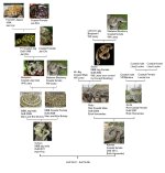 Culruin-Katniss2016pedigree.jpg