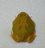 lime green albino.jpg