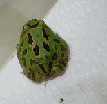 green.jpg