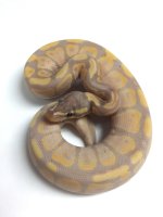 2016M01 BANANA.jpg