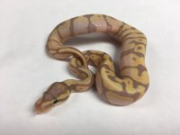 BANANA MALE.jpg