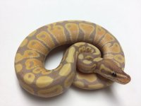 banana 5.jpg