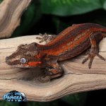 gargoyle-gecko-for-sale-Dc56t.jpg