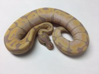banana male 4.jpg