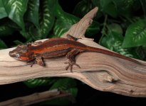 gargoyle-gecko-for-sale-Dc56b.jpg