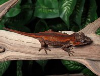 gargoyle-gecko-for-sale-Dc56c.jpg