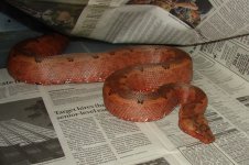 Red SI.jpg