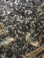 dwarf white isopods #1.jpg