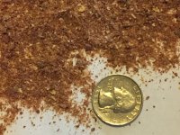 insect chow.jpg