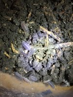 rough isopods #3.jpg
