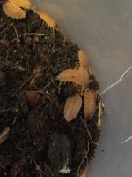 orange isopods #2.jpg