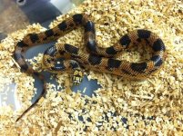blotched king snake.jpg
