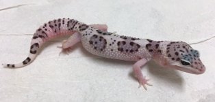 2016 MACK SNOW W:Y LEOPARD GECKOS.jpeg