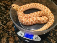 Albino het snow 1.jpg