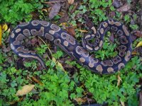 61-Proven breeder Yellowbelly female #146 from unnamed dark dominant bloodline #2 1600 gm $500.0.jpg