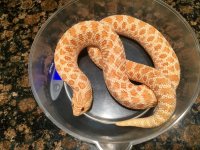 Albino het snow 2.jpg