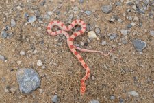 2016 snake sale group #1 079 Photoshop.jpg
