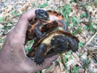 Notochelys38a.JPG
