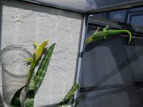 IMG_4384.jpg