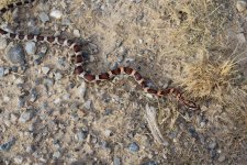 2016 snake sale group #1 101 photoshop.jpg