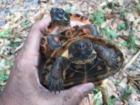 Notochelys39a.JPG