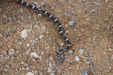 2016 snake sale group #1 080 photoshop.jpg