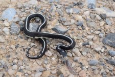 2016 snake sale group #1 068 Photoshop.jpg