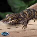 gargoyle-gecko-Dc78T.jpg