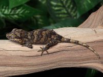 gargoyle-gecko-Dc78b.jpg
