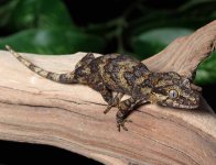 gargoyle-gecko-Dc78c.jpg
