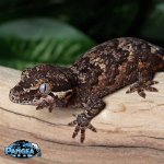 gargoyle-gecko-Dc79T.jpg