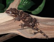 gargoyle-gecko-Dc79b.jpg