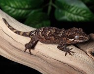 gargoyle-gecko-Dc79c.jpg