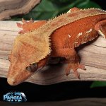 crested-gecko-Dc81T.jpg