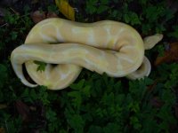 92-Proven breeder Albino male #29 1100 gm $400.00.jpg