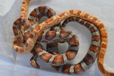 Calliou and CornflakeJPG.jpg