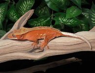 crested-gecko-Dc81b.jpg
