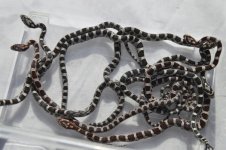Calliou x Cornflake clutch 2JPG.jpg