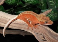 crested-gecko-Dc81c.jpg