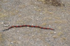 2016 snake sale group #1 031 Photoshop.jpg