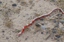 2016 snake sale group #1 088 Photoshop.jpg