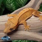 crested-gecko-Dc74T.jpg