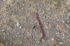 2016 snake sale group #1 092 Photoshop.jpg
