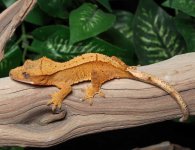 crested-gecko-Dc74b.jpg