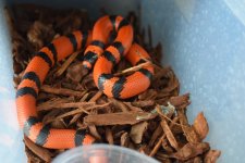 2016 snake sale group #1 072 Photoshop Hondo.jpg