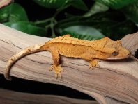 crested-gecko-Dc74c.jpg